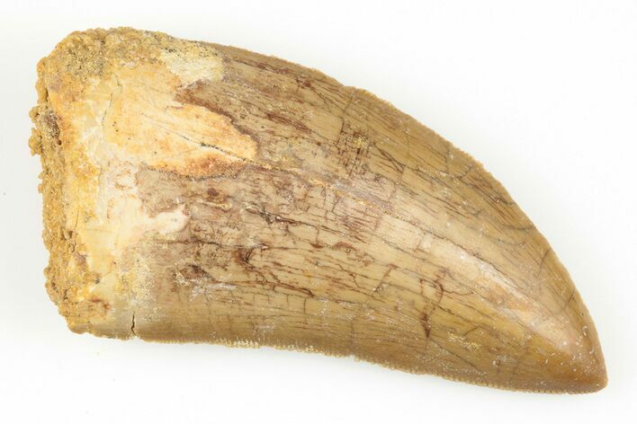 Serrated, Carcharodontosaurus Tooth - Kem Kem Beds #192845